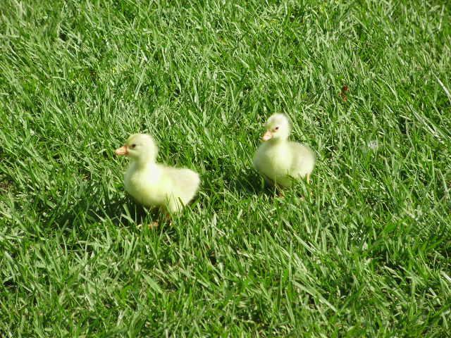 6612_2_baby_gosling1.jpg