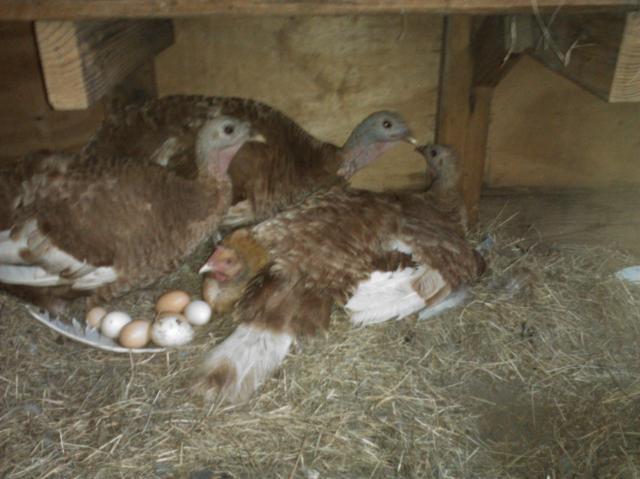 6612_3_turkeys_and_a_hen.jpg