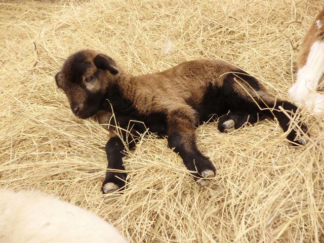6612_baby_boy_ram.jpg