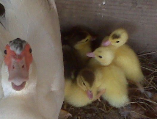 6612_baby_ducks2011.jpg