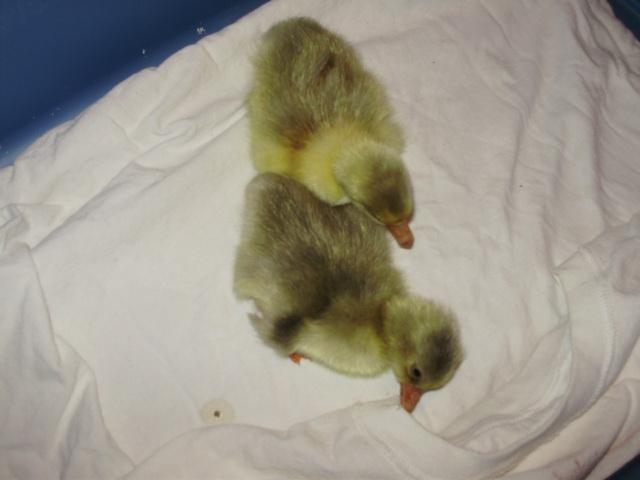 6612_baby_geese.jpg