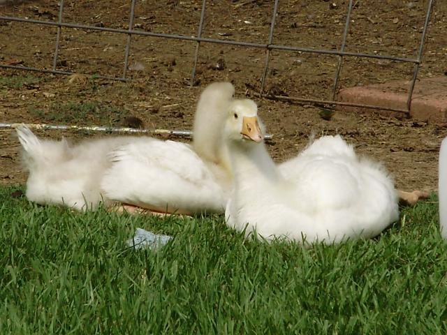 6612_baby_geese61111.jpg