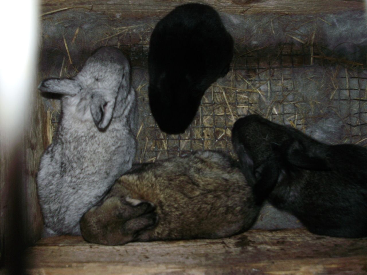 6612_baby_rabbits2011.jpg