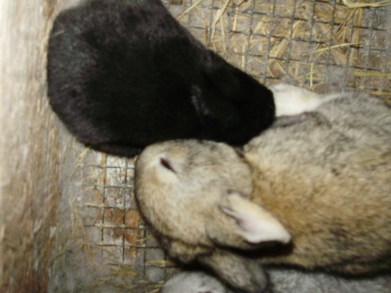 6612_baby_rabbits20112jpg.jpg