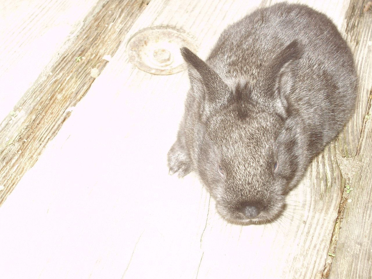 6612_baby_rabbits20114jpg.jpg
