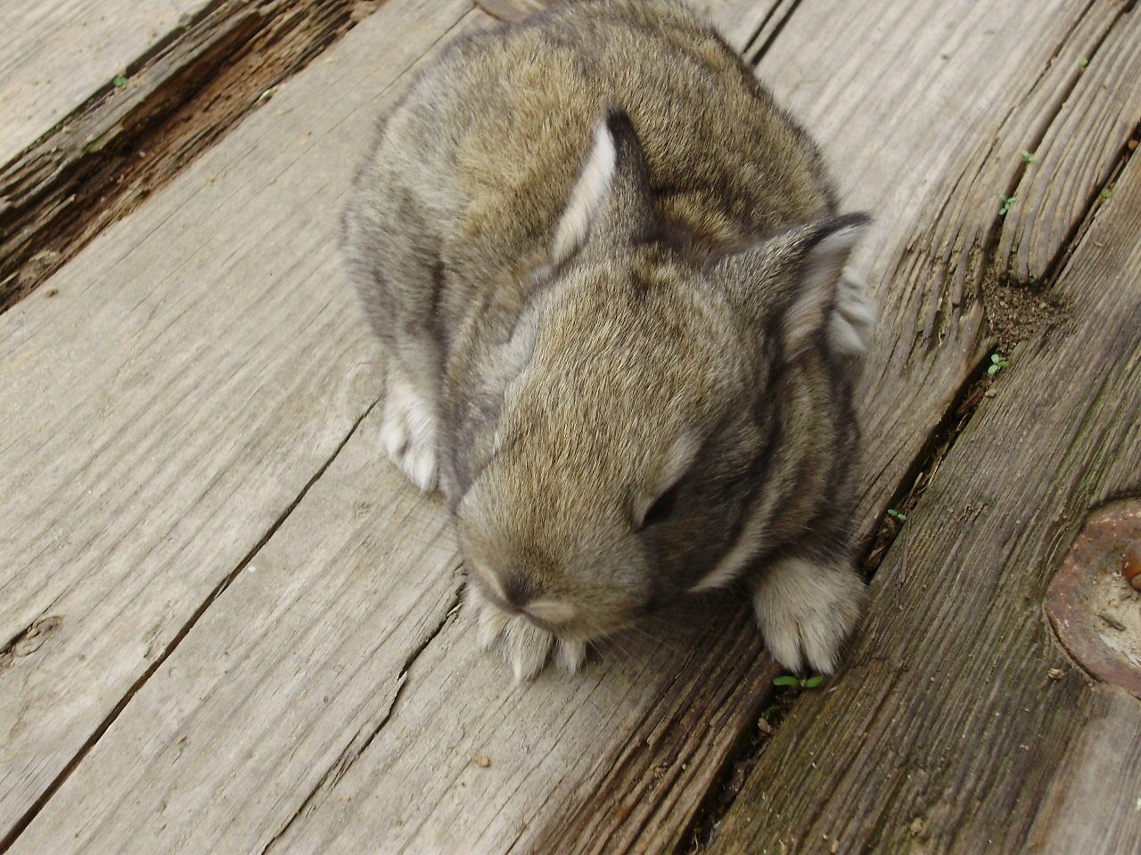 6612_baby_rabbits20115jpg.jpg
