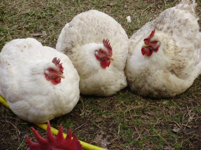 6612_byc_broilers.jpg