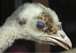 6612_chick_with_fleas.jpg