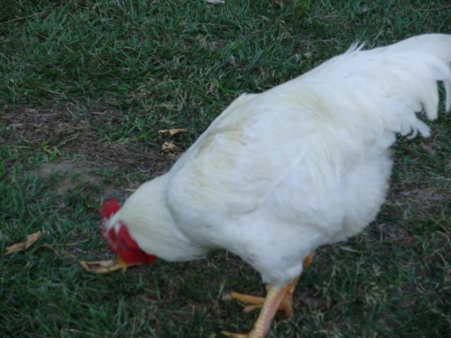6612_chicken_on_turkey_feed.jpg