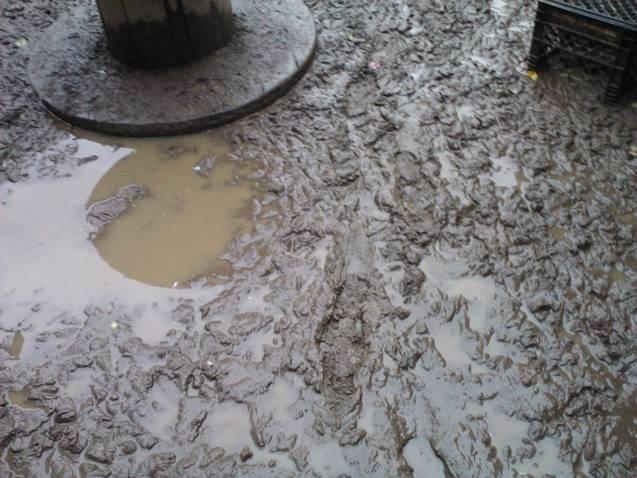 6612_chicken_yard_after_rain1.jpg