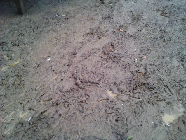 6612_chicken_yard_after_rain4.jpg