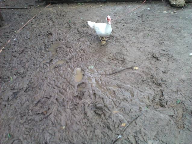 6612_chicken_yard_after_rain5.jpg