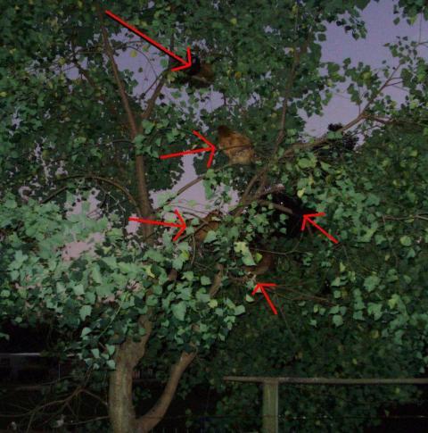 6612_chickens_in_trees.jpg