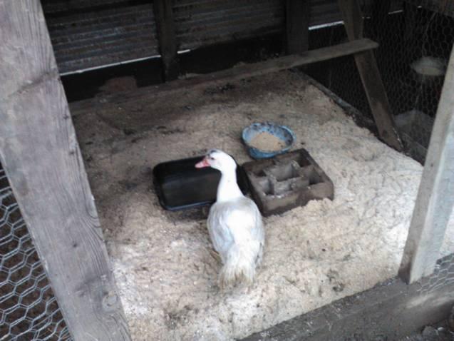 6612_covered_stall_with_sand_after_rain.jpg