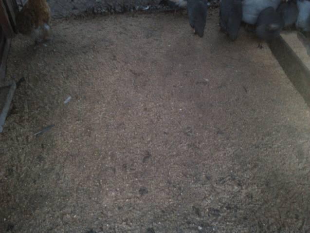 6612_covered_stall_with_sand_after_rain3.jpg