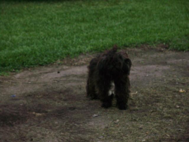 6612_dog_in_chicken_yard.jpg