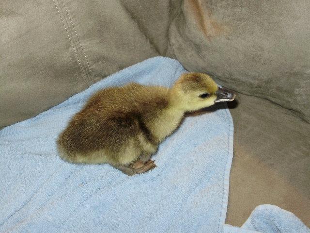 6612_duck_gosling.jpg