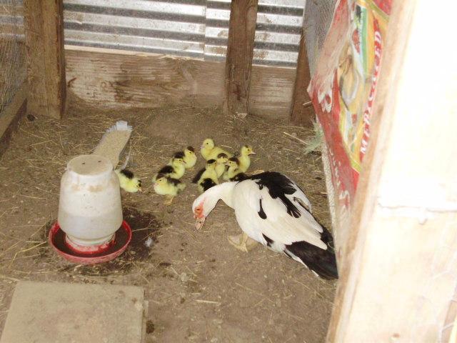 6612_duck_in_brooder.jpg