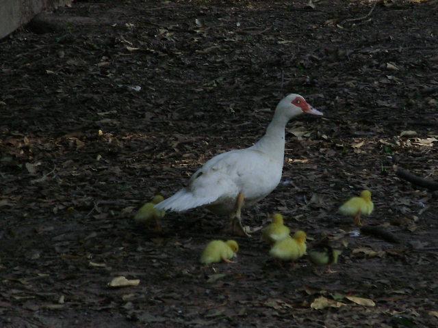 6612_duck_in_goat_pen.jpg
