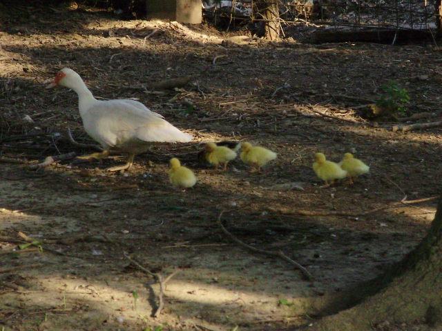 6612_duck_in_goat_pen_4.jpg
