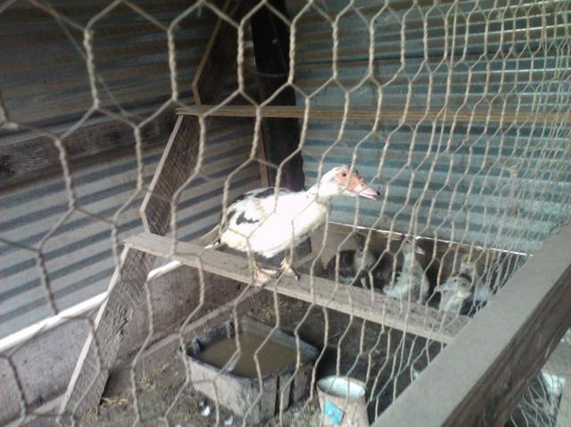 6612_duck_roosting.jpg