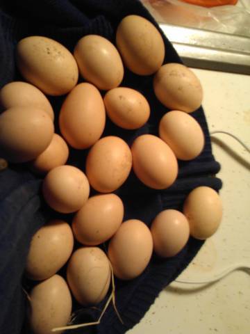 6612_eggs_in_goat_house.jpg