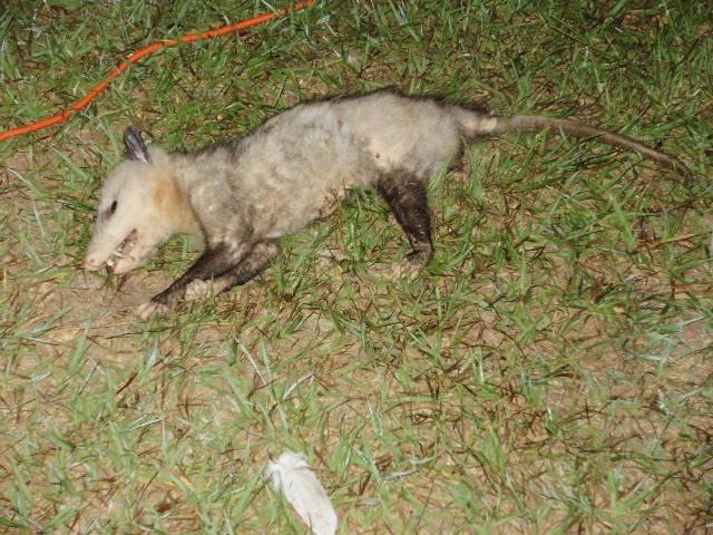 6612_friday_night_kill.jpg