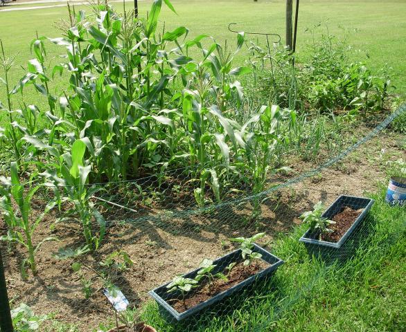 6612_garden.jpg