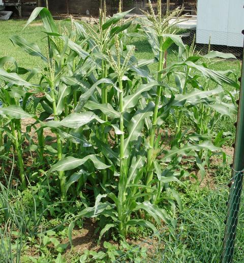 6612_garden_corn.jpg