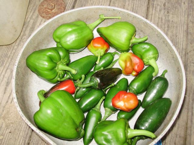 6612_garden_pics.jpg