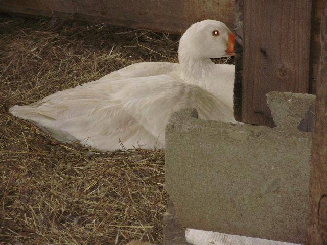 6612_goose_setting.jpg