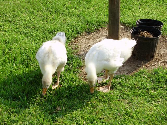 6612_gosling_by_garden.jpg
