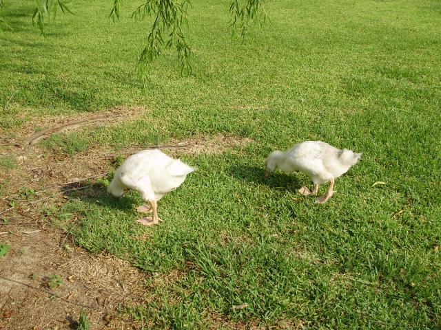 6612_gosling_by_garden1.jpg