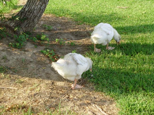 6612_gosling_by_garden3.jpg