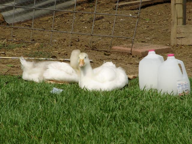 6612_gosling_outside.jpg