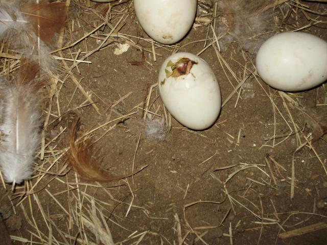 6612_hatching_in_progress.jpg