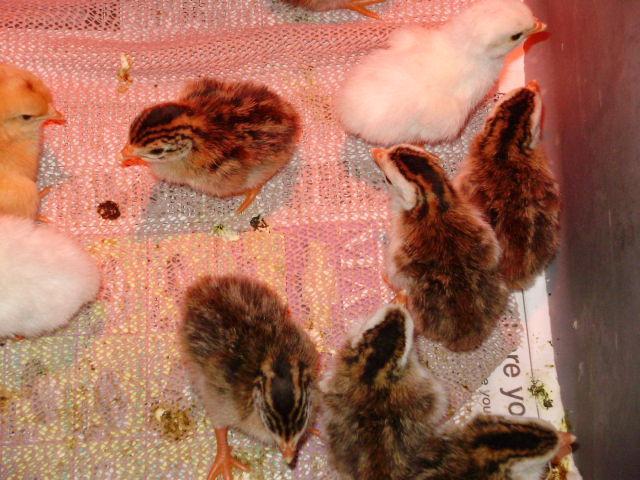 6612_keets.jpg