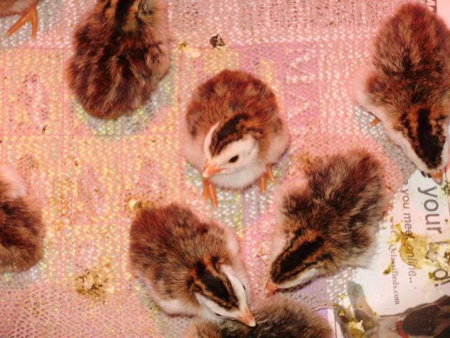 6612_keets3.jpg