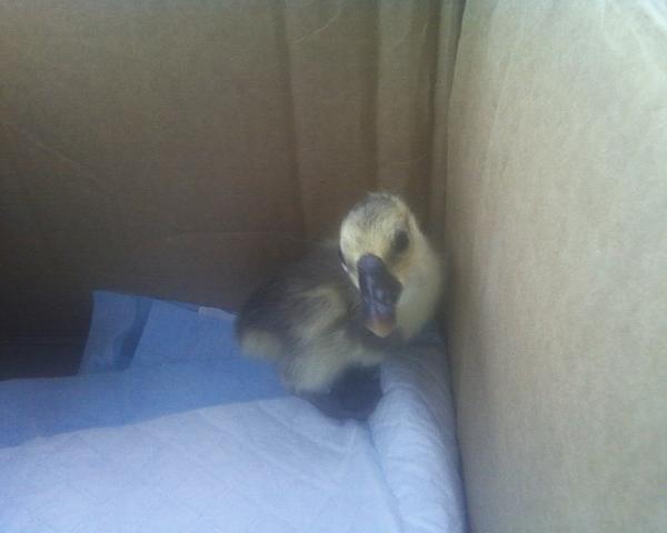 6612_lake_charles_goose.jpg