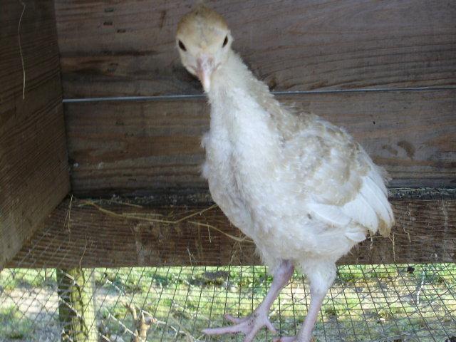 6612_lone_poult1.jpg