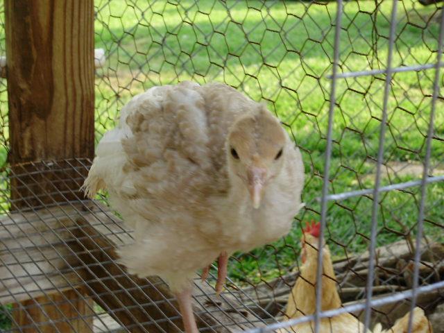 6612_lone_poult2.jpg