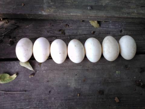 6612_more_duck_eggs.jpg