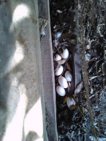6612_more_duck_eggs1.jpg