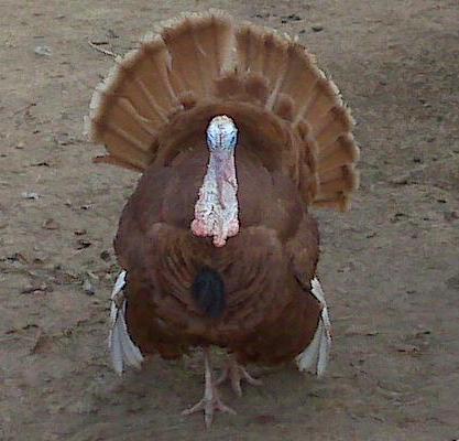 6612_mr_turkey.jpg