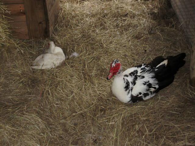 6612_muscovy_setting.jpg