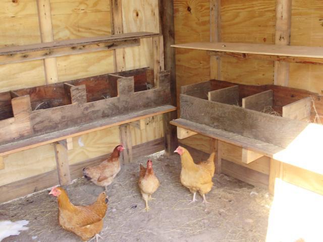 Kuntrygirls Page | BackYard Chickens