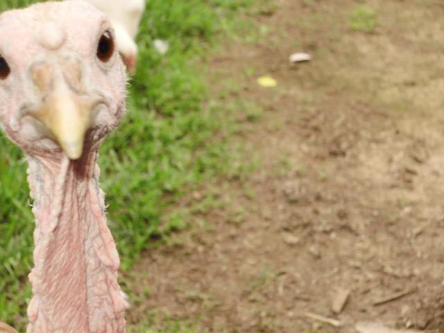 6612_nosey_turkey.jpg