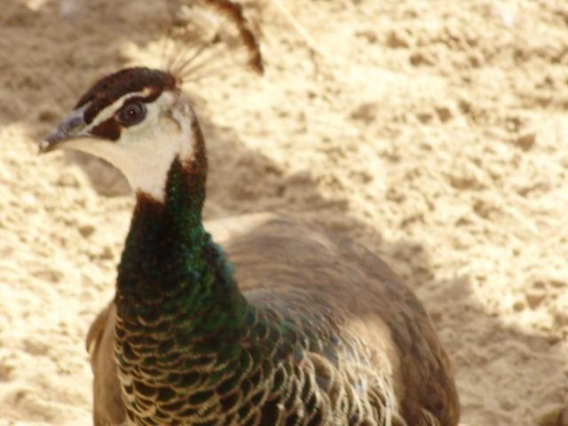 6612_p16.jpg