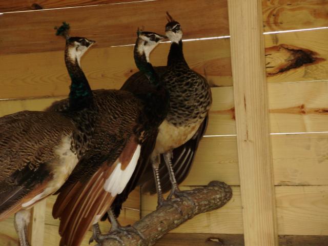 6612_peacocks_019.jpg
