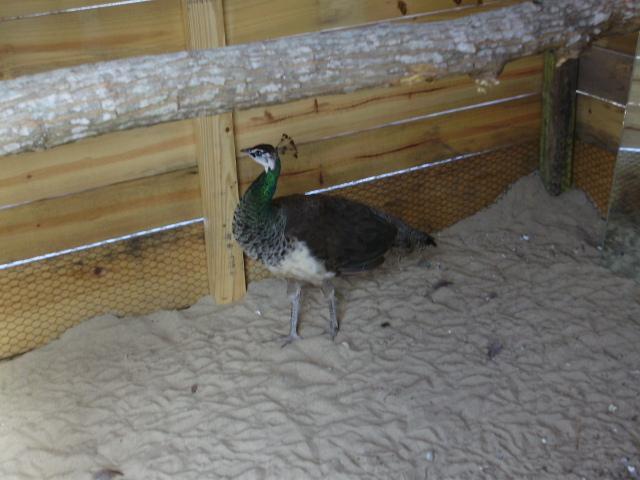 6612_peacocks_024.jpg